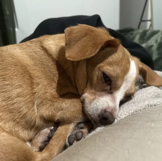 Illustration de l'article : Vol&eacute; par l'ancien compagnon de sa propri&eacute;taire, un Chihuahua est retrouv&eacute; par la police un an plus tard et remis &agrave; sa ma&icirc;tresse (vid&eacute;o)