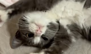 Illustration de l'article : Lors d'une campagne de st&eacute;rilisation une b&eacute;n&eacute;vole recueille une chatte de rue souffrant d'infections respiratoires