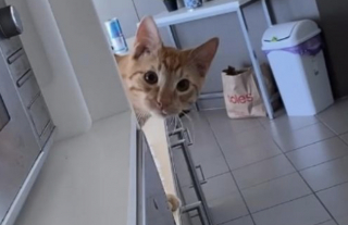 Illustration de l'article : Un chat roux d&eacute;montre ses capacit&eacute;s d'observation lors d'une partie de coucou-cach&eacute; avec sa propri&eacute;taire (vid&eacute;o)