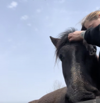 Illustration de l'article : Une jument de travail destin&eacute;e &agrave; l'abattoir est d&eacute;finitivement recueillie par un sanctuaire &eacute;quin (vid&eacute;o)