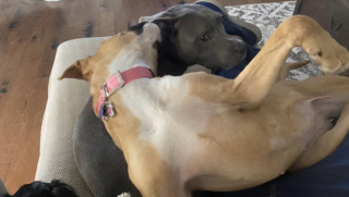 Illustration de l'article : Une chienne frigorifiée pense être accueillie temporairement et rencontre finalement une famille et 4 compagnons canins pour la vie