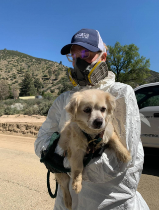 Illustration de l'article : Une vaste op&eacute;ration mobilise 70 agents pour &eacute;vacuer 300 animaux d'une propri&eacute;t&eacute; insalubre