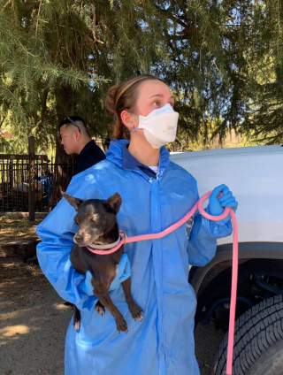 Illustration de l'article : Une vaste op&eacute;ration mobilise 70 agents pour &eacute;vacuer 300 animaux d'une propri&eacute;t&eacute; insalubre