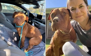 Illustration de l'article : Perturb&eacute;e par l'environnement bruyant de son refuge une chienne errante retrouve l'apaisement en famille d'accueil (vid&eacute;o)