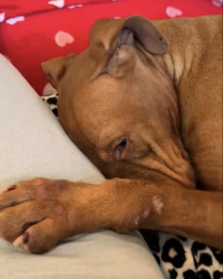 Illustration de l'article : Perturb&eacute;e par l'environnement bruyant de son refuge une chienne errante retrouve l'apaisement en famille d'accueil (vid&eacute;o)