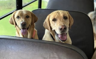 Illustration de l'article : Ce chien n&eacute;glig&eacute; court apr&egrave;s un bus dans l&rsquo;espoir de retrouver son ami et parvient &agrave; mettre fin &agrave; sa solitude