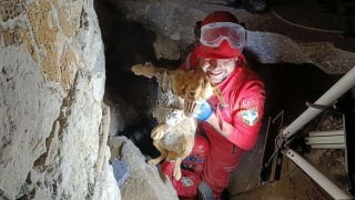 Illustration de l'article : Piégée dans du béton durci, une chienne est sauvée après 7 heures d'intervention et retrouve sa famille (vidéo)