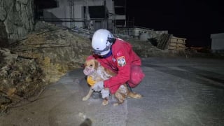 Illustration de l'article : Piégée dans du béton durci, une chienne est sauvée après 7 heures d'intervention et retrouve sa famille (vidéo)