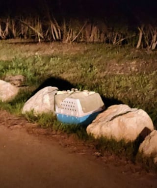 Illustration de l'article : Abandonnée dans une cage sur un parking cette chienne souffrant d'alopécie est soignée puis adoptée