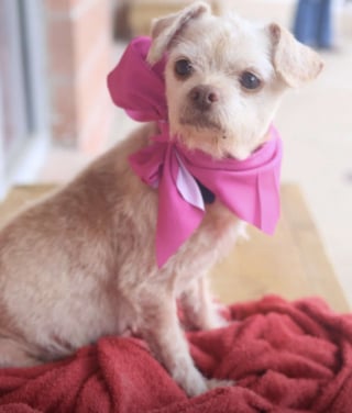 Illustration de l'article : Abandonnée dans une cage sur un parking cette chienne souffrant d'alopécie est soignée puis adoptée