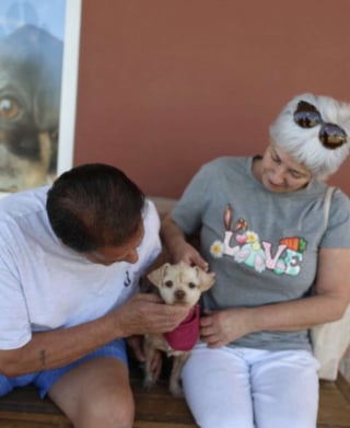 Illustration de l'article : Abandonnée dans une cage sur un parking cette chienne souffrant d'alopécie est soignée puis adoptée