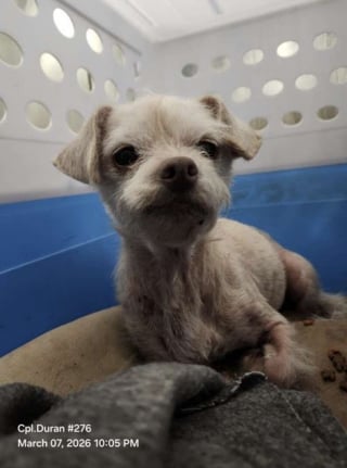 Illustration de l'article : Abandonnée dans une cage sur un parking cette chienne souffrant d'alopécie est soignée puis adoptée