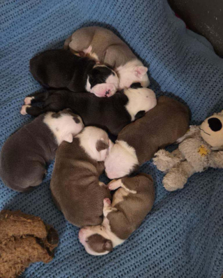 Illustration de l'article : Retir&eacute;e &agrave; son propri&eacute;taire pour maltraitance animale une Bouledogue et ses 7 chiots sont officiellement adopt&eacute;s