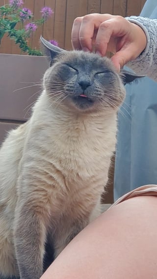 Illustration de l'article : Une femme demande aux r&eacute;seaux sociaux de trancher un d&eacute;bat avec son mari concernant l'adoption d'un chat errant