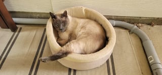 Illustration de l'article : Une femme demande aux r&eacute;seaux sociaux de trancher un d&eacute;bat avec son mari concernant l'adoption d'un chat errant