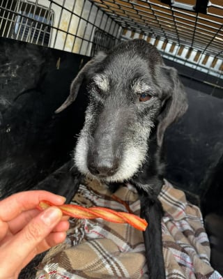 Illustration de l'article : Vol&eacute; lors d&rsquo;une intrusion au refuge, ce chien de 11 ans est retrouv&eacute; vivant apr&egrave;s 18 mois d&rsquo;absence