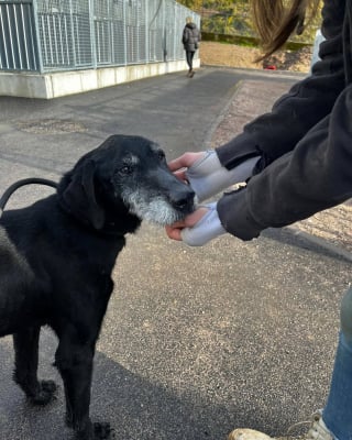 Illustration de l'article : Vol&eacute; lors d&rsquo;une intrusion au refuge, ce chien de 11 ans est retrouv&eacute; vivant apr&egrave;s 18 mois d&rsquo;absence