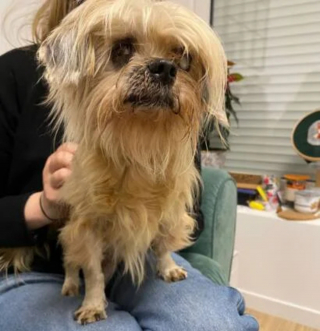 Illustration de l'article : Saisie pour n&eacute;gligence dans le Maine-et-Loire une chienne malvoyante est soign&eacute;e puis plac&eacute;e en famille d'accueil