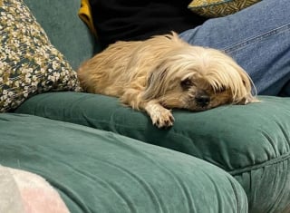 Illustration de l'article : Saisie pour n&eacute;gligence dans le Maine-et-Loire une chienne malvoyante est soign&eacute;e puis plac&eacute;e en famille d'accueil