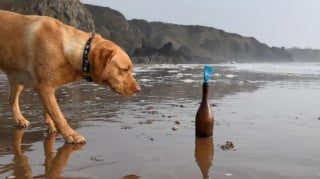 Illustration de l'article : Une chienne rep&egrave;re une bouteille sur la plage contenant une lettre ayant fait un voyage de 4300 km pendant 2 ans