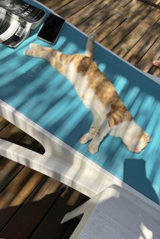 Illustration de l'article : Des touristes d&eacute;couvrent un chat endormi sur leur transat et d&eacute;cident de l'adopter pour lui offrir une nouvelle vie dans leur pays
