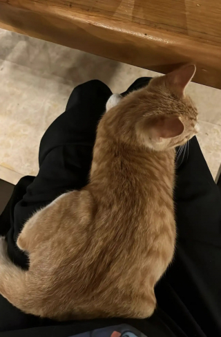 Illustration de l'article : Des touristes d&eacute;couvrent un chat endormi sur leur transat et d&eacute;cident de l'adopter pour lui offrir une nouvelle vie dans leur pays