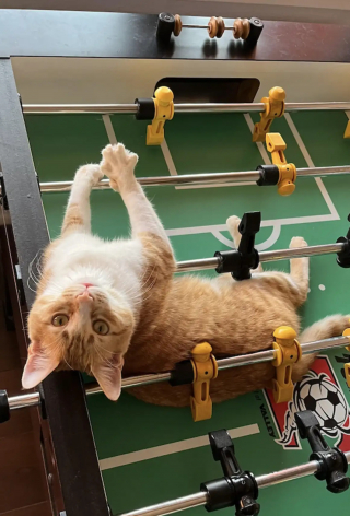 Illustration de l'article : Des touristes d&eacute;couvrent un chat endormi sur leur transat et d&eacute;cident de l'adopter pour lui offrir une nouvelle vie dans leur pays