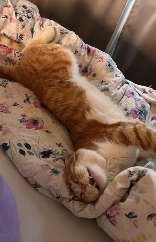 Illustration de l'article : Des touristes d&eacute;couvrent un chat endormi sur leur transat et d&eacute;cident de l'adopter pour lui offrir une nouvelle vie dans leur pays