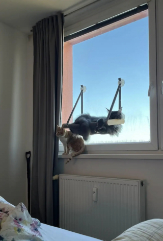 Illustration de l'article : Des touristes d&eacute;couvrent un chat endormi sur leur transat et d&eacute;cident de l'adopter pour lui offrir une nouvelle vie dans leur pays