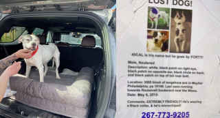 Illustration de l'article : Disparu pendant 10 ans, un chien est restitu&eacute; &agrave; ses propri&eacute;taires gr&acirc;ce &agrave; l'actualisation de sa puce d'identification (vid&eacute;o)