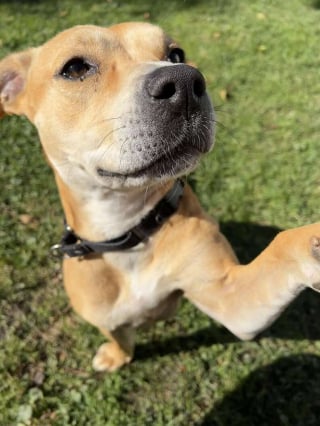 Illustration de l'article : Film&eacute;e lors de son d&eacute;part du refuge, une chienne est adopt&eacute;e apr&egrave;s avoir &eacute;t&eacute; rendue pour incompatibilit&eacute; (vid&eacute;o)