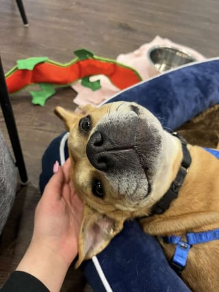 Illustration de l'article : Film&eacute;e lors de son d&eacute;part du refuge, une chienne est adopt&eacute;e apr&egrave;s avoir &eacute;t&eacute; rendue pour incompatibilit&eacute; (vid&eacute;o)