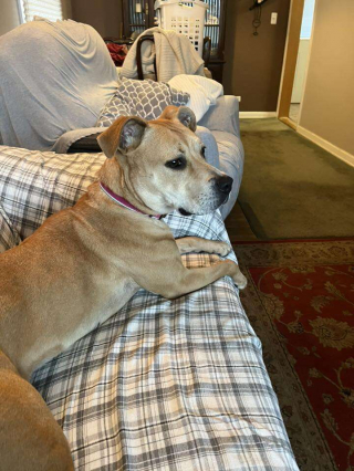 Illustration de l'article : Film&eacute;e lors de son d&eacute;part du refuge, une chienne est adopt&eacute;e apr&egrave;s avoir &eacute;t&eacute; rendue pour incompatibilit&eacute; (vid&eacute;o)