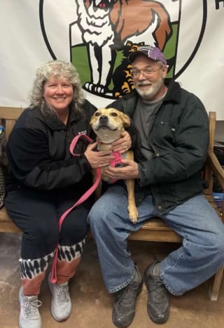 Illustration de l'article : Film&eacute;e lors de son d&eacute;part du refuge, une chienne est adopt&eacute;e apr&egrave;s avoir &eacute;t&eacute; rendue pour incompatibilit&eacute; (vid&eacute;o)