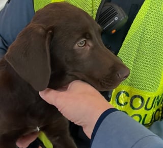 Illustration de l'article : Un chiot Labrador est retrouv&eacute; abandonn&eacute; &agrave; l&rsquo;a&eacute;roport apr&egrave;s que son propri&eacute;taire a appris qu&rsquo;il ne pouvait pas voyager avec lui