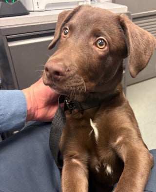 Illustration de l'article : Un chiot Labrador est retrouv&eacute; abandonn&eacute; &agrave; l&rsquo;a&eacute;roport apr&egrave;s que son propri&eacute;taire a appris qu&rsquo;il ne pouvait pas voyager avec lui