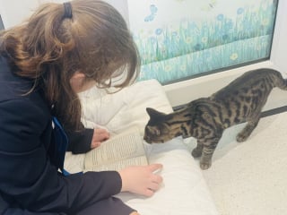 Illustration de l'article : Des lyc&eacute;ens lisent des histoires &agrave; voix haute &agrave; des petits f&eacute;lins de refuge pour progresser &agrave; l&rsquo;oral