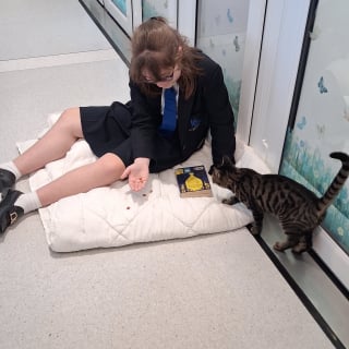 Illustration de l'article : Des lyc&eacute;ens lisent des histoires &agrave; voix haute &agrave; des petits f&eacute;lins de refuge pour progresser &agrave; l&rsquo;oral