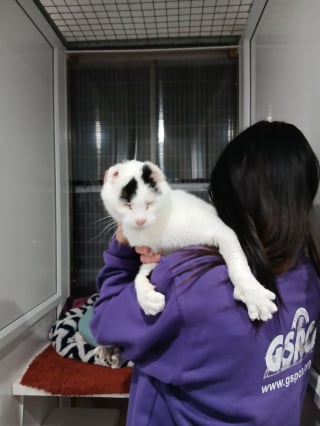 Illustration de l'article : Des lyc&eacute;ens lisent des histoires &agrave; voix haute &agrave; des petits f&eacute;lins de refuge pour progresser &agrave; l&rsquo;oral