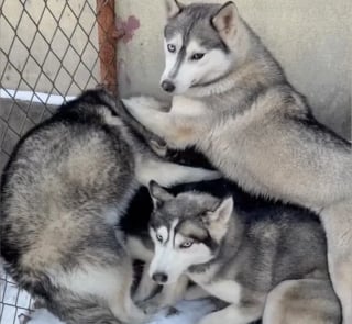 Illustration de l'article : Sauv&eacute;s du commerce de la viande, 7 Huskies apeur&eacute;s apprennent &agrave; faire confiance et osent enfin r&eacute;v&eacute;ler leur c&ocirc;t&eacute; joueur (vid&eacute;o)