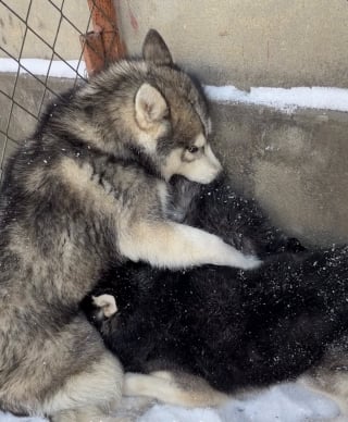 Illustration de l'article : Sauv&eacute;s du commerce de la viande, 7 Huskies apeur&eacute;s apprennent &agrave; faire confiance et osent enfin r&eacute;v&eacute;ler leur c&ocirc;t&eacute; joueur (vid&eacute;o)