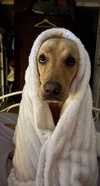 Illustration de l'article : Un Labrador d&eacute;terre une bouteille de poison dans son jardin et l&egrave;ve le voile sur un meurtre vieux de 160 ans