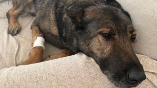 Illustration de l'article : Un ancien chien policier atteint d'un cancer cardiaque incurable est plac&eacute; en soins palliatifs dont les frais sont financ&eacute;s par une fondation