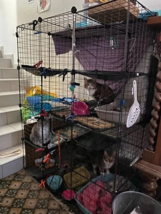 Illustration de l'article : 5 chats maltrait&eacute;s dont 3 enferm&eacute;s dans des cages pleines d'excr&eacute;ments sont saisis et d&eacute;couvrent enfin des conditions de vie dignes