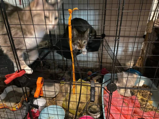 Illustration de l'article : 5 chats maltrait&eacute;s dont 3 enferm&eacute;s dans des cages pleines d'excr&eacute;ments sont saisis et d&eacute;couvrent enfin des conditions de vie dignes