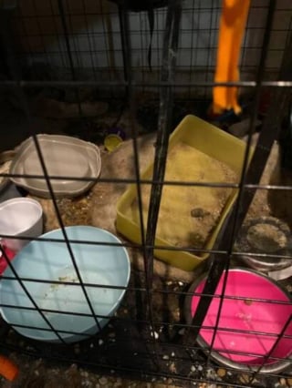 Illustration de l'article : 5 chats maltrait&eacute;s dont 3 enferm&eacute;s dans des cages pleines d'excr&eacute;ments sont saisis et d&eacute;couvrent enfin des conditions de vie dignes