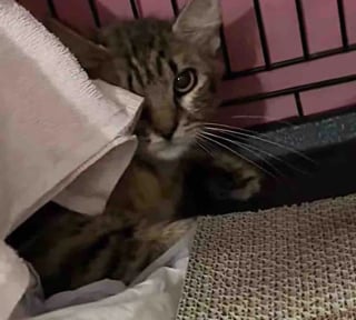 Illustration de l'article : Coinc&eacute;e au bord d&rsquo;une fen&ecirc;tre, cette chatte est secourue par des sauveteurs qui gagnent ensuite sa confiance