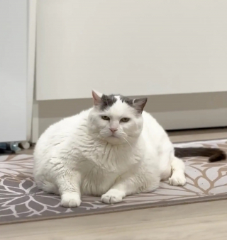 Illustration de l'article : Atteinte d'ob&eacute;sit&eacute; morbide une chatte perd 3 kilos gr&acirc;ce &agrave; des jouets olfactifs remplis d'herbe &agrave; chat