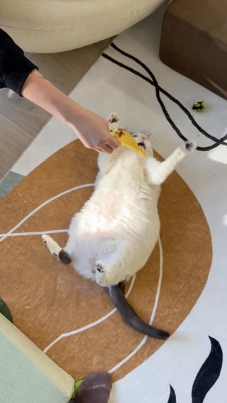 Illustration de l'article : Atteinte d'ob&eacute;sit&eacute; morbide une chatte perd 3 kilos gr&acirc;ce &agrave; des jouets olfactifs remplis d'herbe &agrave; chat