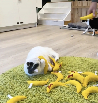 Illustration de l'article : Atteinte d'ob&eacute;sit&eacute; morbide une chatte perd 3 kilos gr&acirc;ce &agrave; des jouets olfactifs remplis d'herbe &agrave; chat